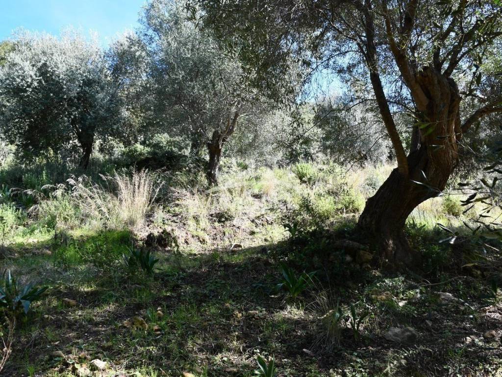 ΑΠΟΨΗ ΑΓΡΟΤΕΜΑΧΙΟΥ