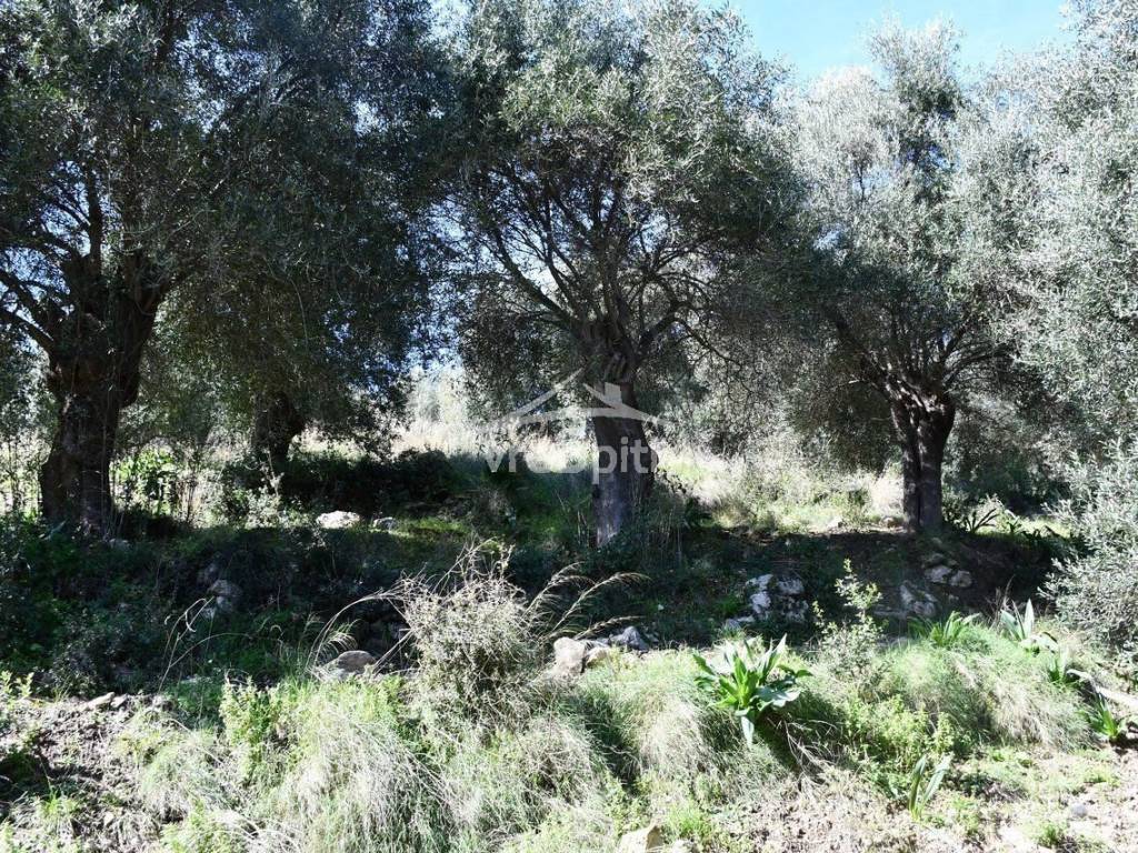 ΑΠΟΨΗ ΑΓΡΟΤΕΜΑΧΙΟΥ