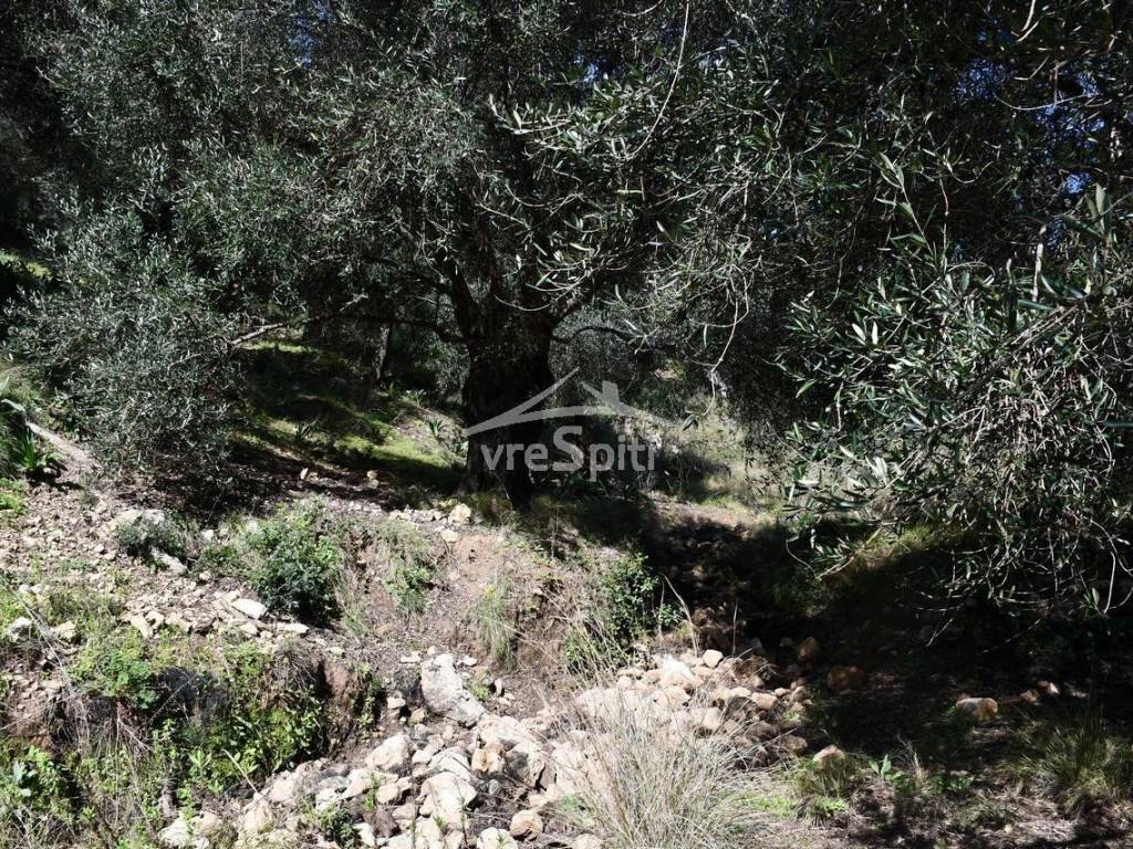 ΑΠΟΨΗ ΑΓΡΟΤΕΜΑΧΙΟΥ