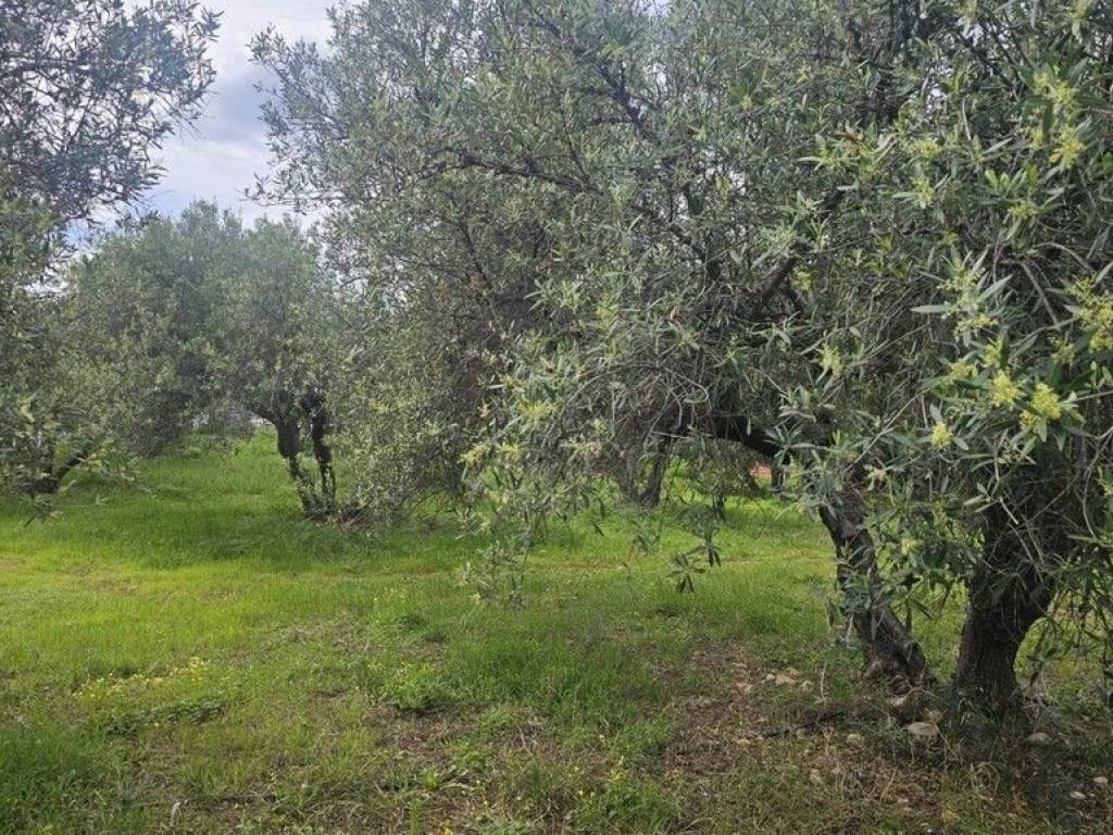 Plot - Grekodom 65785|1057195