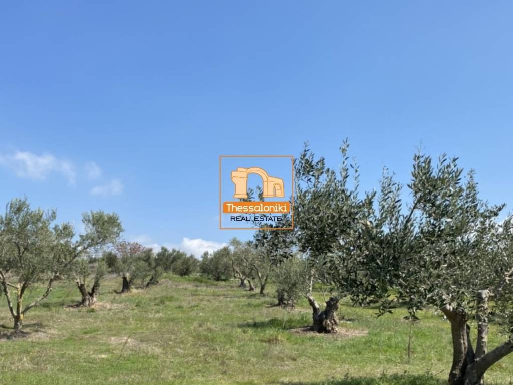 Μεσημέρι, Οικόπεδο, 2.500 τ.μ.