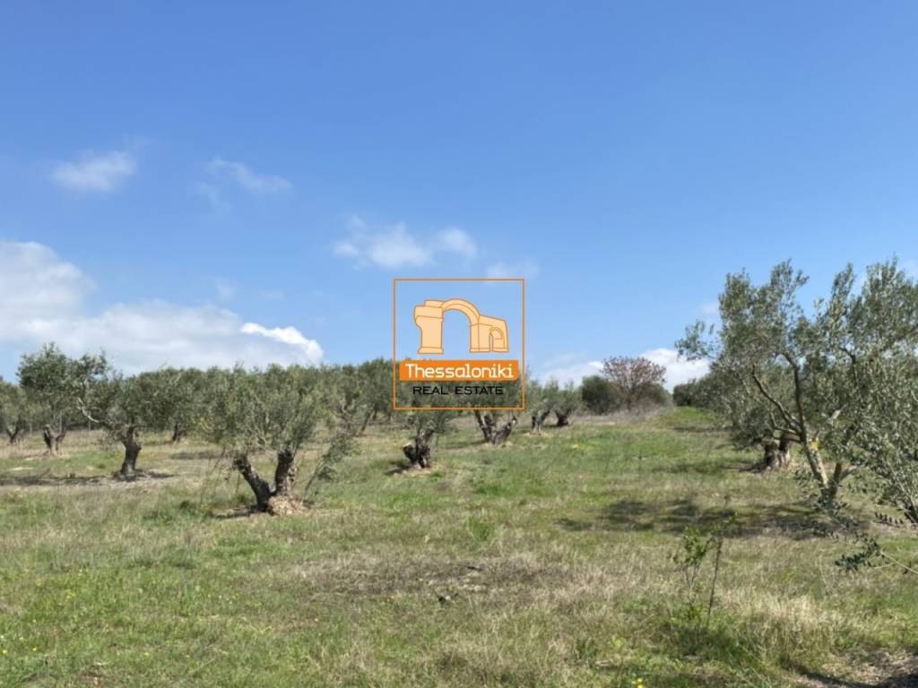 Μεσημέρι, Οικόπεδο, 2.500 τ.μ.