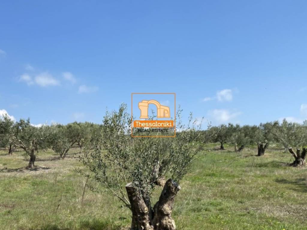 Μεσημέρι, Οικόπεδο, 2.500 τ.μ.