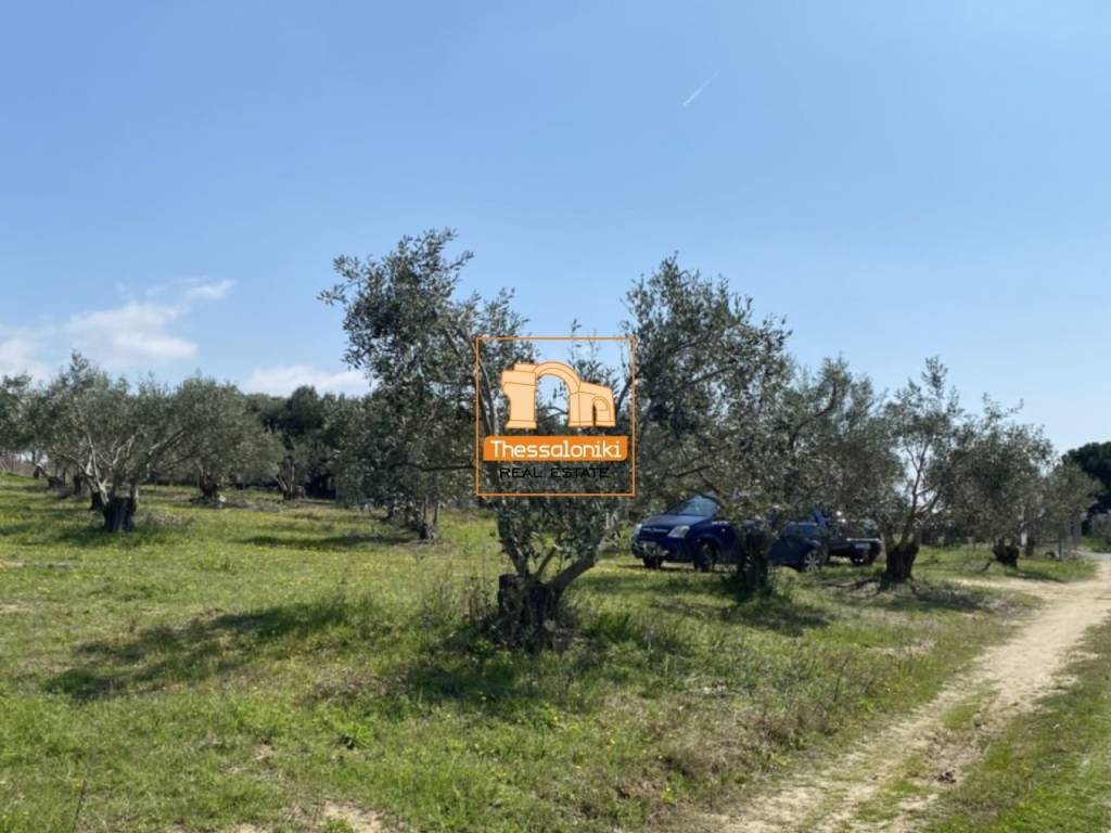 Μεσημέρι, Οικόπεδο, 2.500 τ.μ.