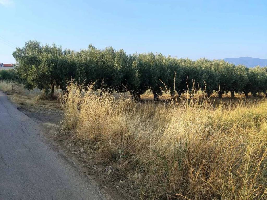 Οικόπεδο Προς Πώληση στις Δαφνούσες