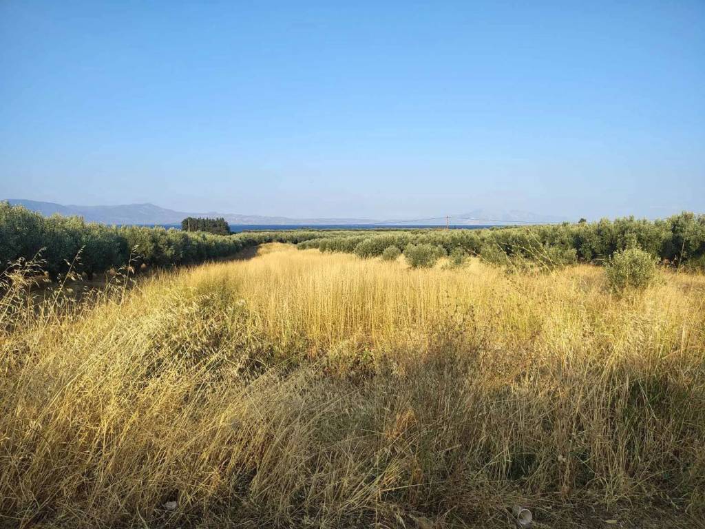 Οικόπεδο Προς Πώληση στις Δαφνούσες