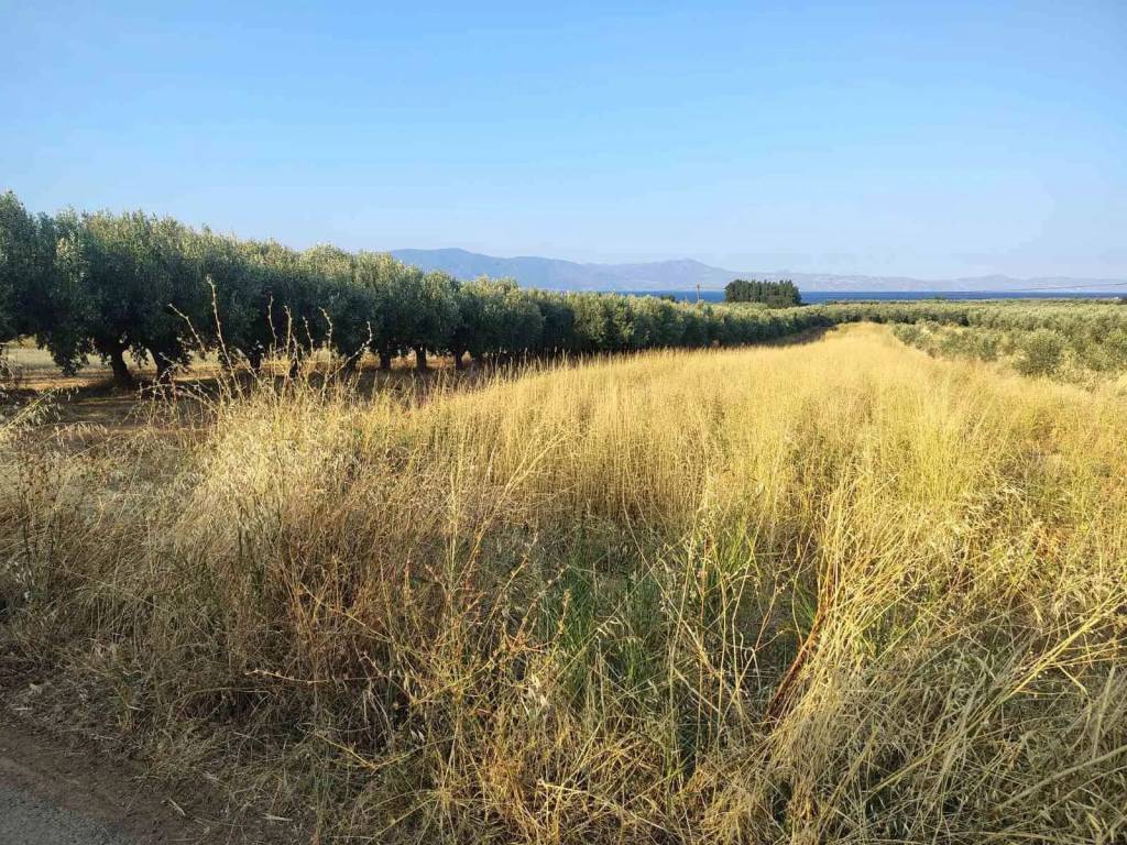 Οικόπεδο Προς Πώληση στις Δαφνούσες