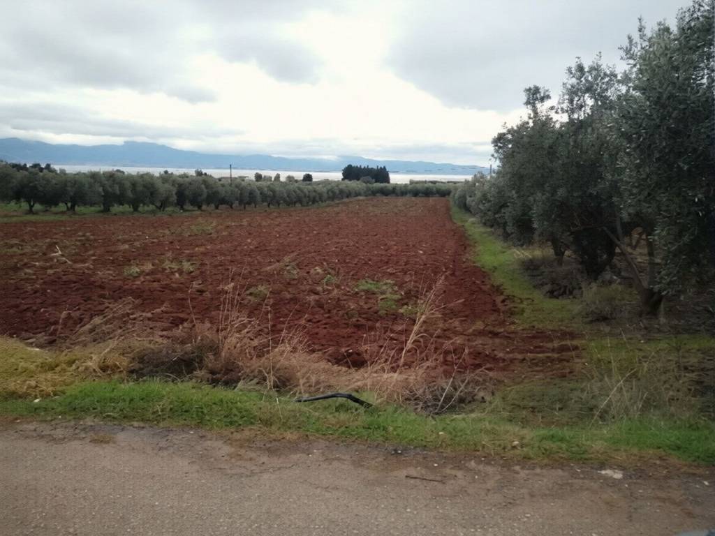 Οικόπεδο Προς Πώληση στις Δαφνούσες