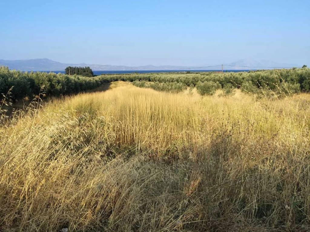 Οικόπεδο Προς Πώληση στις Δαφνούσες