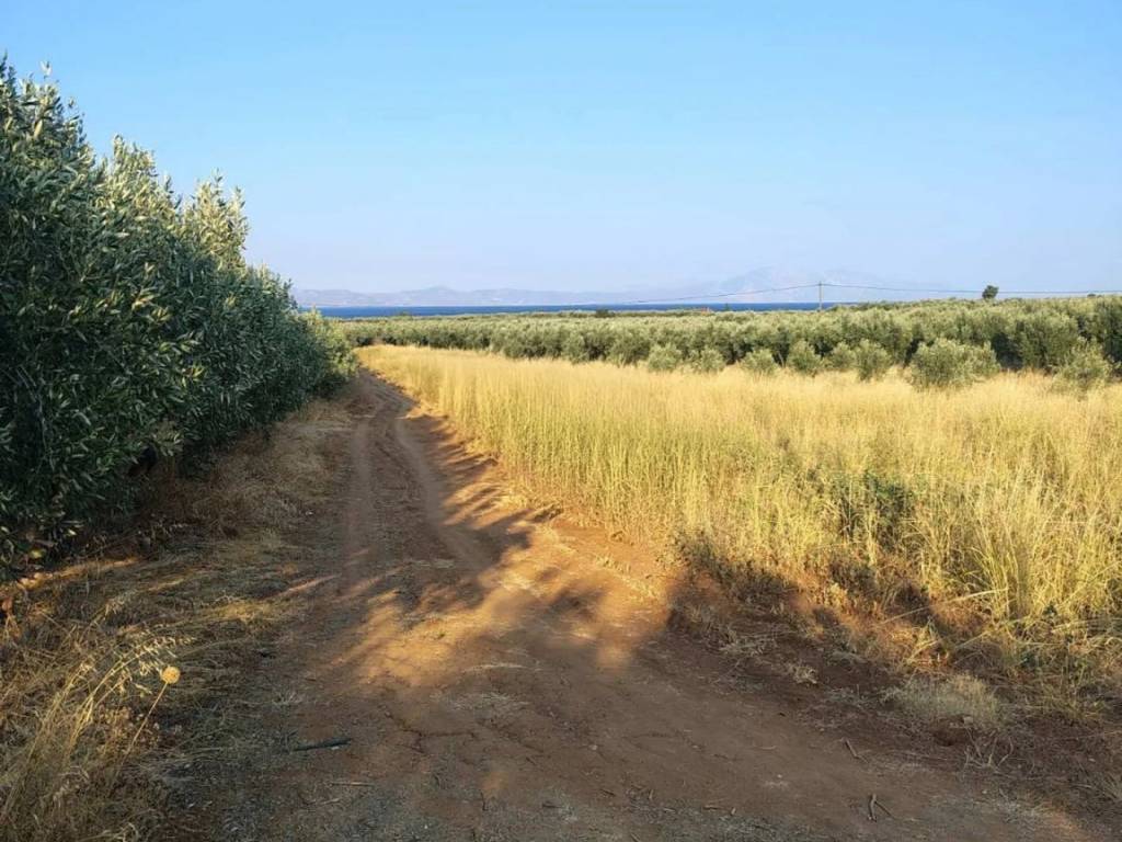 Οικόπεδο Προς Πώληση στις Δαφνούσες