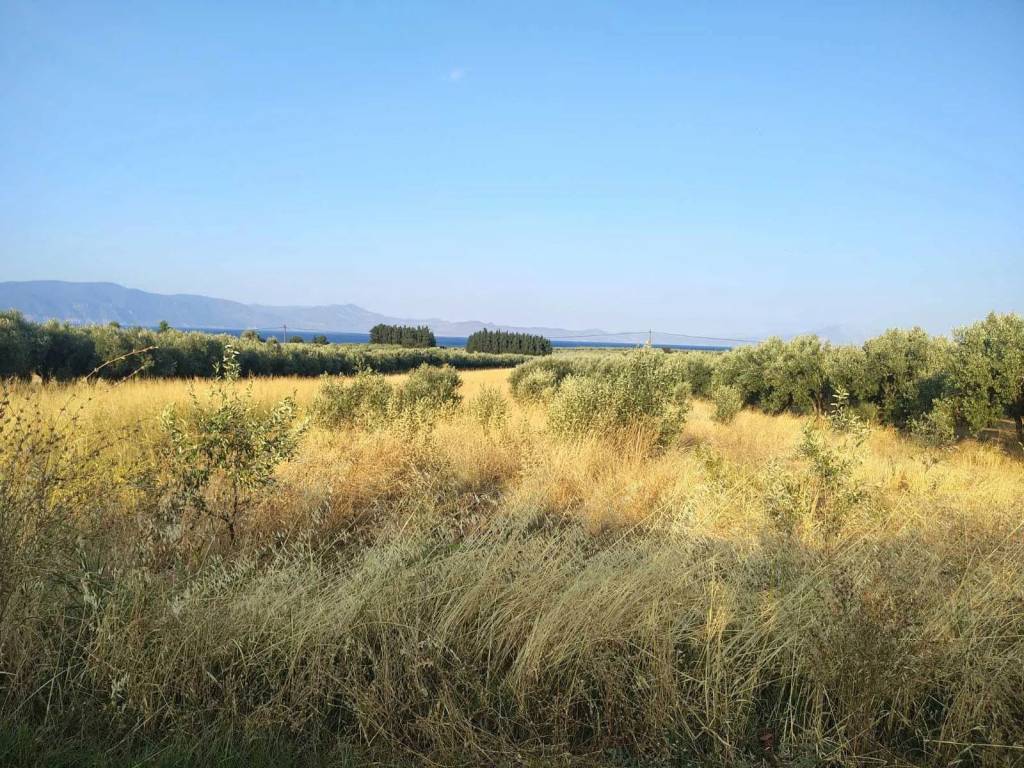 Οικόπεδο Προς Πώληση στις Δαφνούσες