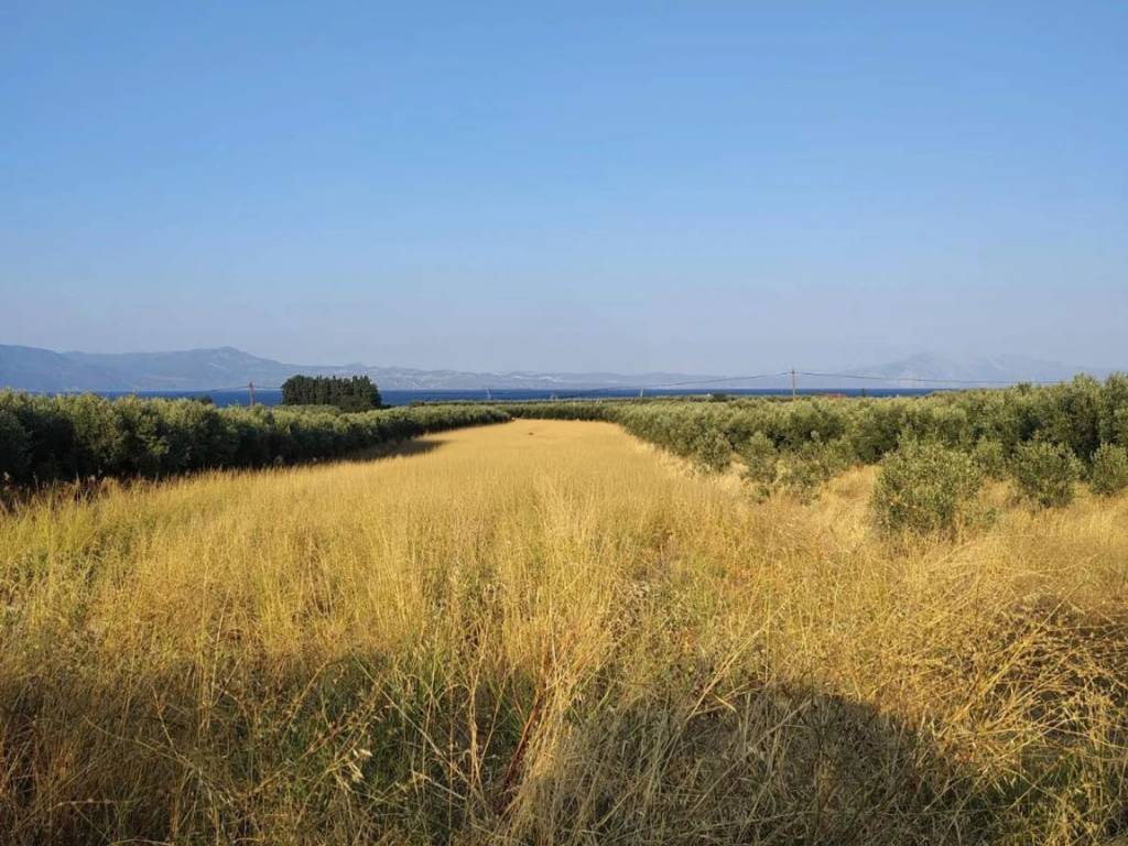 Οικόπεδο Προς Πώληση στις Δαφνούσες