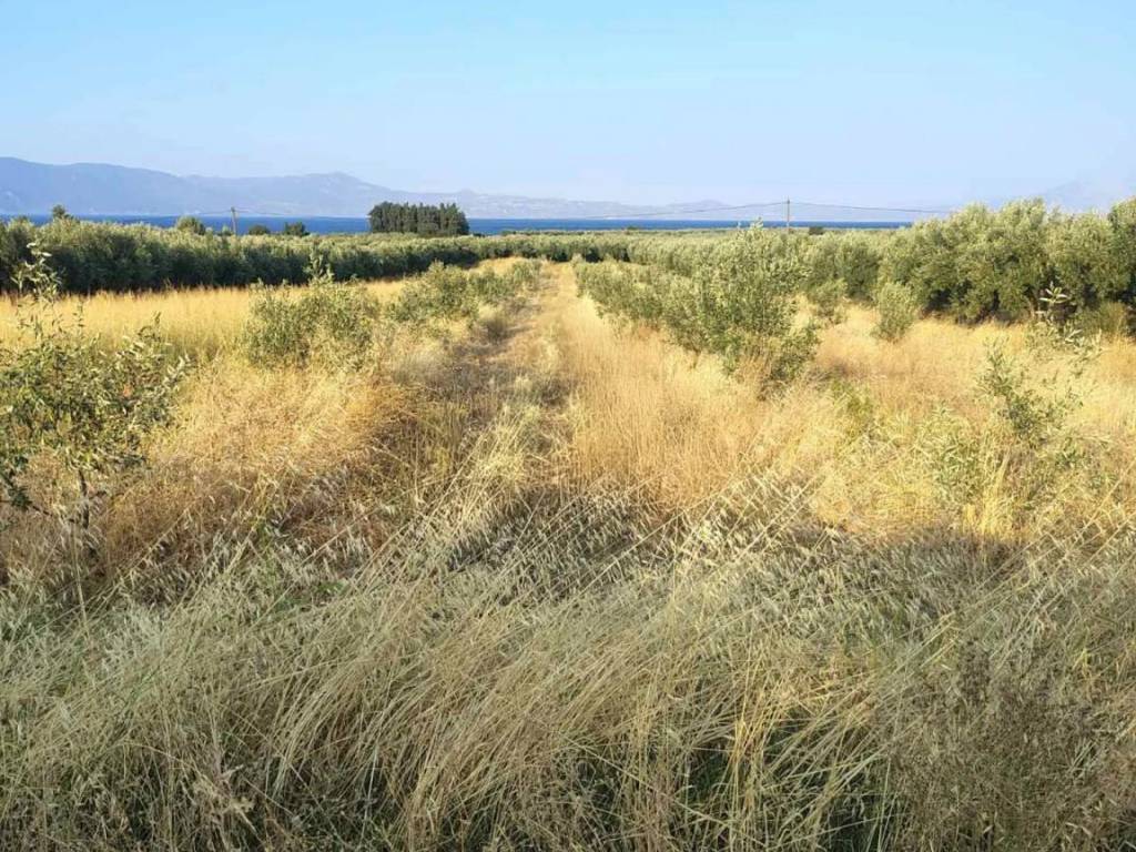 Οικόπεδο Προς Πώληση στις Δαφνούσες