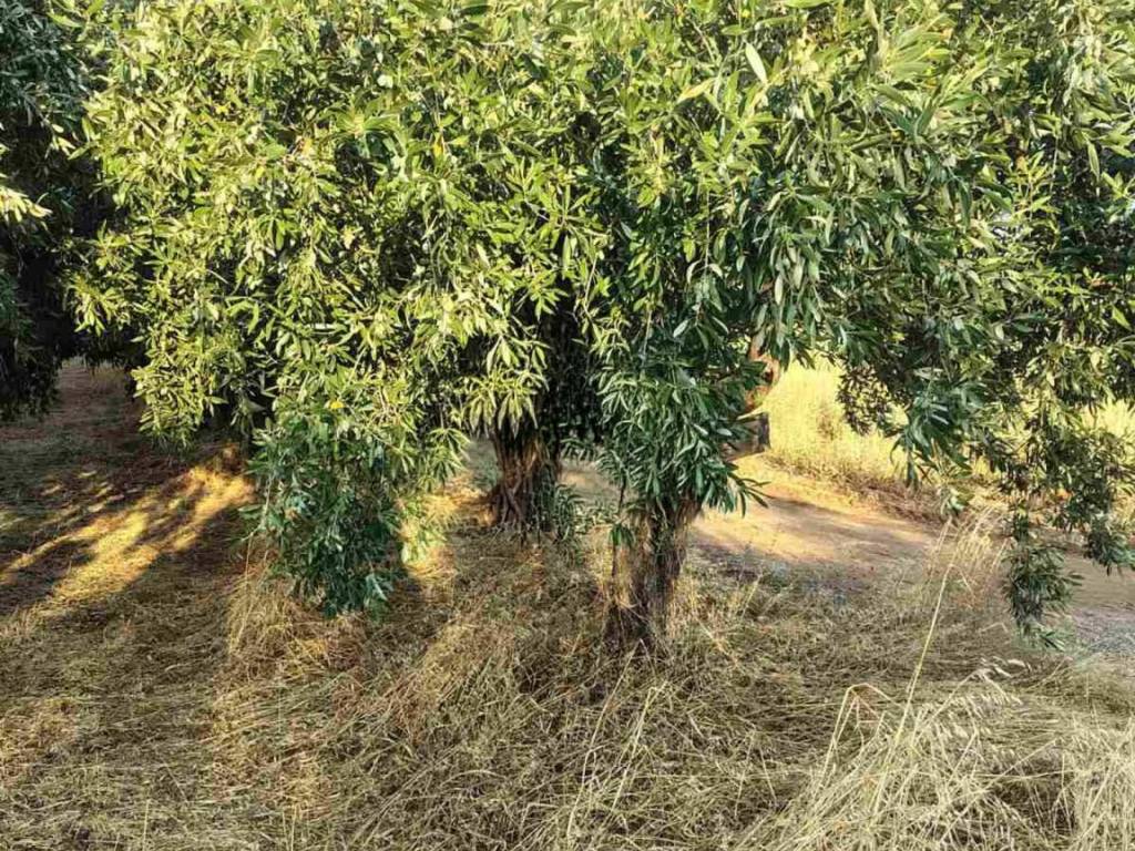 Οικόπεδο Προς Πώληση στις Δαφνούσες