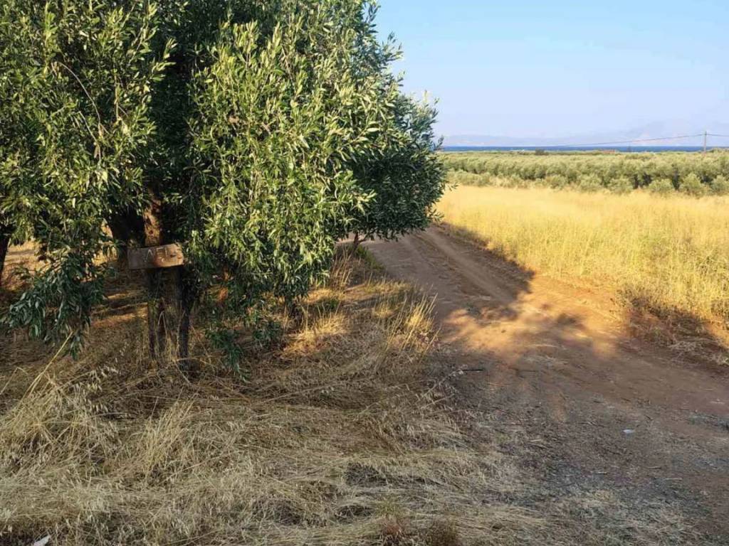 Οικόπεδο Προς Πώληση στις Δαφνούσες