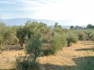 Οικόπεδο Προς Πώληση στις Δαφνούσες