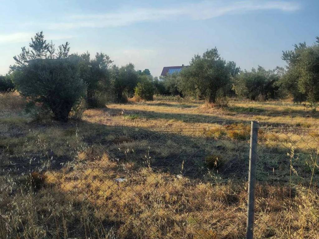 Οικόπεδο Προς Πώληση στις Δαφνούσες