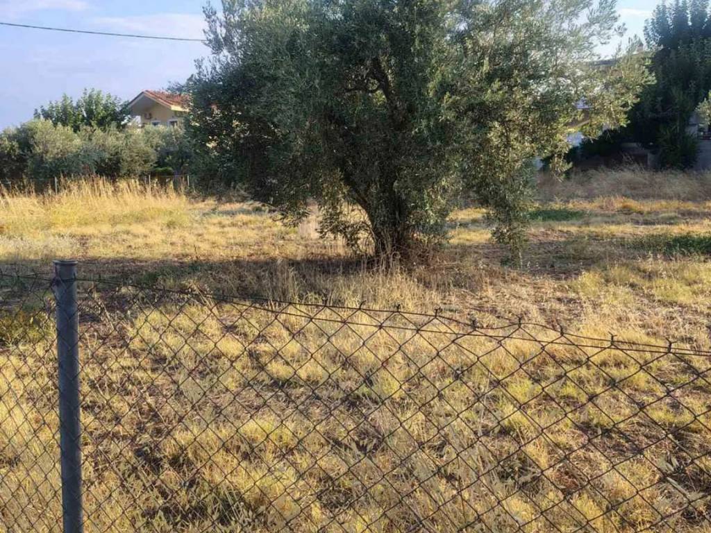 Οικόπεδο Προς Πώληση στις Δαφνούσες