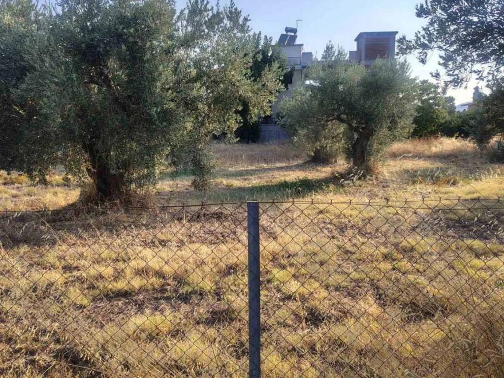 Οικόπεδο Προς Πώληση στις Δαφνούσες