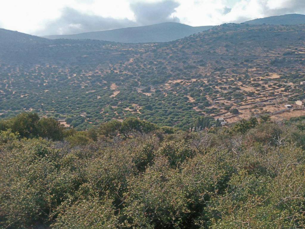 Land in Elounda for sale Crete