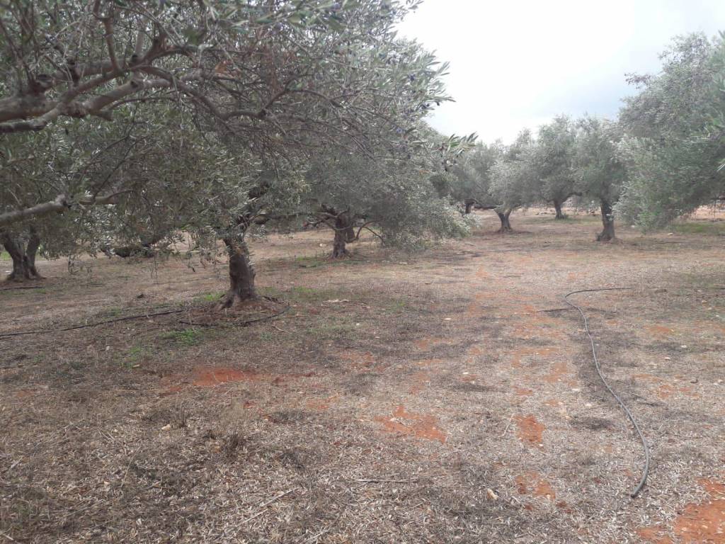 Land for sale in Aroni
