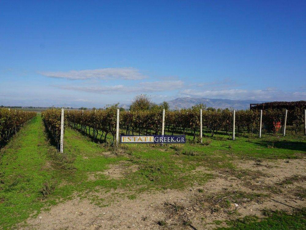 White Wine Grapes Asirtiko-Malakouzia-CHARDONAY    Annual yield 28 tons grapes, 12 years old
