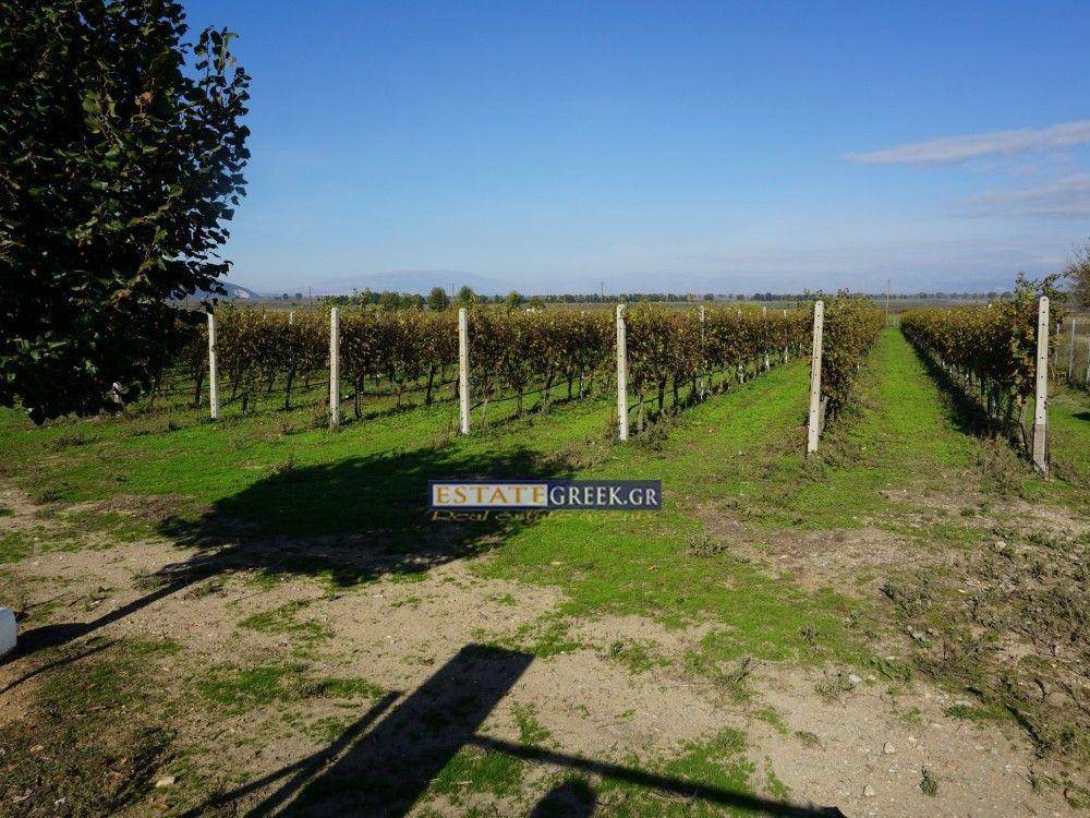 White Wine Grapes Asirtiko-Malakouzia-CHARDONAY    Annual yield 28 tons grapes, 12 years old