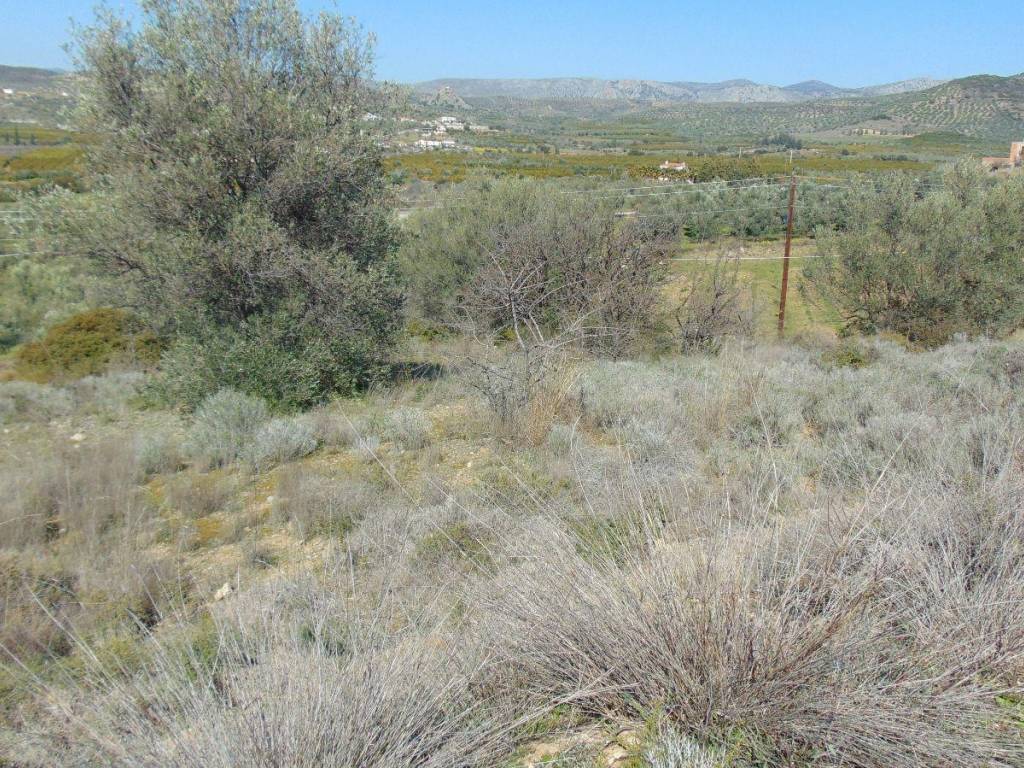 plot of land is for sale