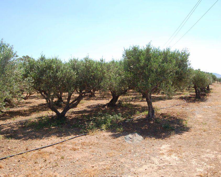Olive trees on plot