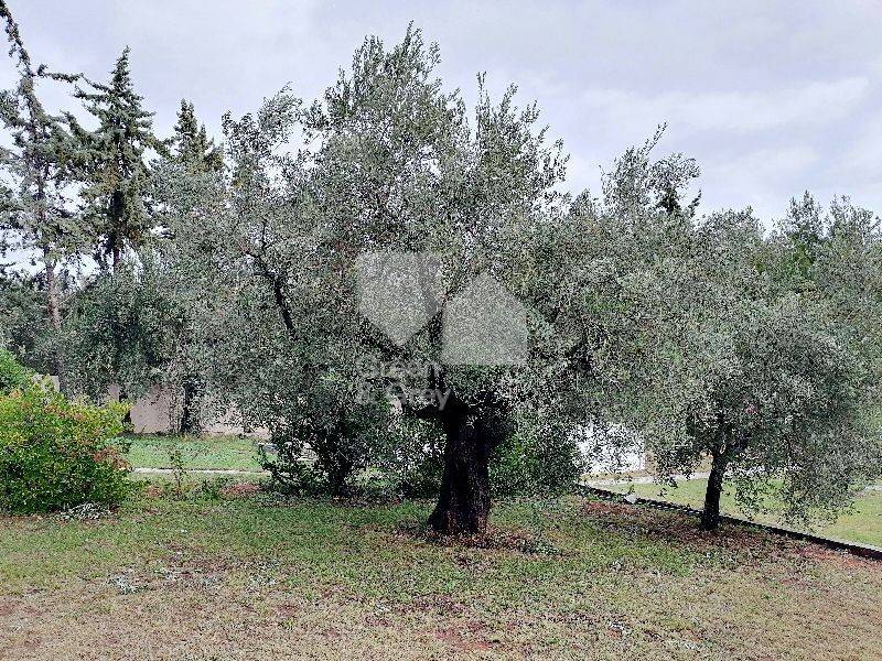 Υπεραιωόβιες ελιές