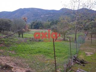 Ν. Καβάλας, Αμισιανα: Πωλείται Αγροτεμάχι