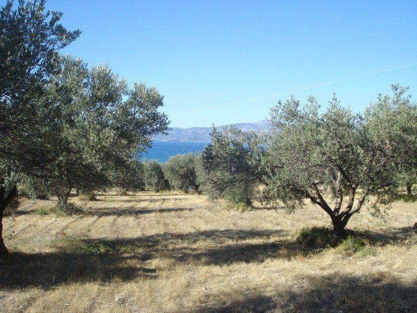 2 - Πωλείται γή έκτασης 4000 τμ. στην Αττική.