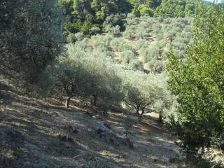 Πωλείται αγροτεμάχιο -Γλώσσα Σκοπέλου-KTISIS Σύμβουλοι