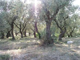 Πωλείται αγροτεμάχιο 6000τμ στον Αγ.Βλάσιο Πηλίου - KTISIS