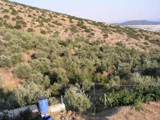 Πωλείται αγροτεμάχιο-Κλίμα Φυτόκου-KTISIS Σύμβουλοι Ακινήτων