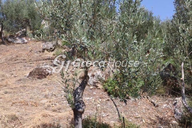 Sloping Plot with Sea View for Sale in Ancient Epidaurus