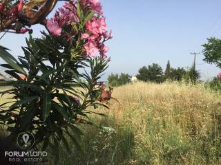 Forumland Real Estate, αγροτεμάχιο