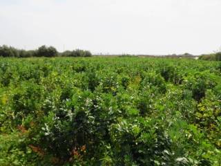 Θέα στο οικόπεδο