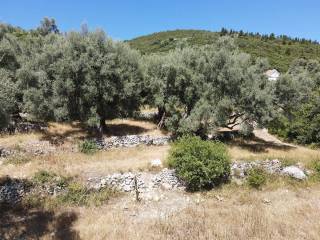 Ο μεγάλος περιποιημένος ελαιώνας