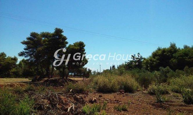 Sales of plots and plots of land in Epidaurus