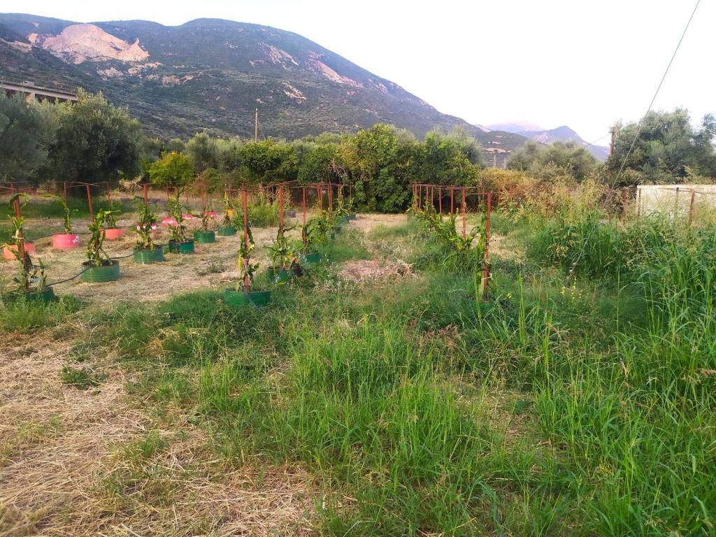 ΑΡΤΙΟ ΚΑΙ ΟΙΚΟΔΟΜΗΣΙΜΟ