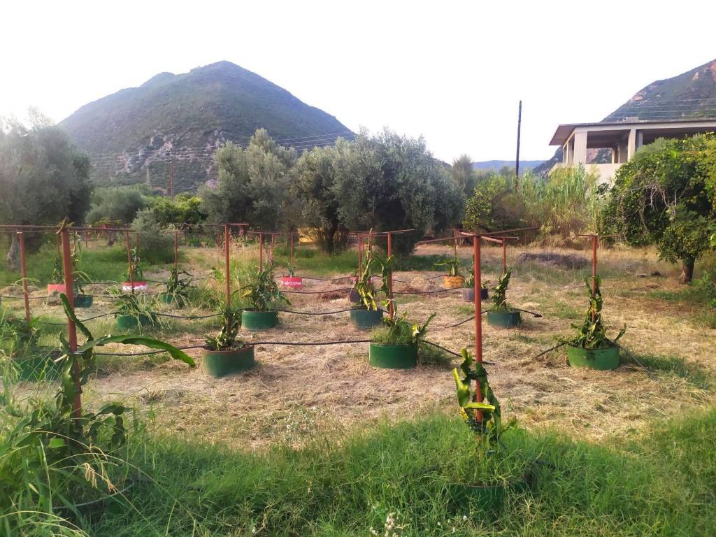 ΑΠΛΕΤΟΣ ΧΩΡΟΣ ΓΙΑ ΔΟΜΗΣΗ ΚΑΙ ΔΙΑΜΟΡΦΩΣΗ ΚΗΠΩΝ