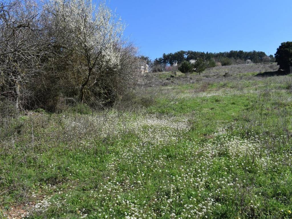 ΑΠΟΨΗ ΟΙΚΟΠΕΔΟΥ