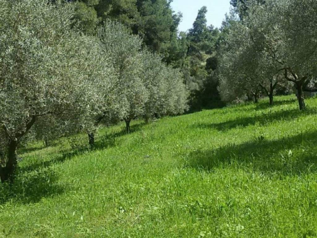 ΤΗΛΕΦΩΝΟ ΕΠΙΚΟΙΝΩΝΙΑΣ : 2310765495 // 6987494959  ΚΑΡΑΟΥΛΑΝΗ