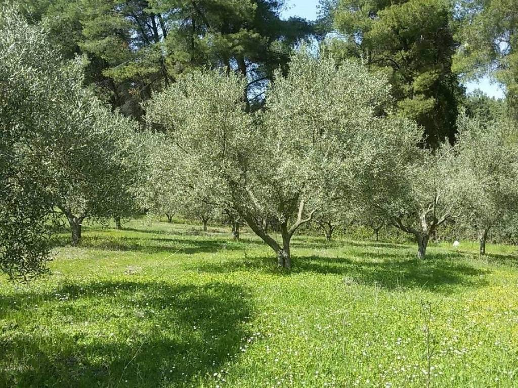 ΤΗΛΕΦΩΝΟ ΕΠΙΚΟΙΝΩΝΙΑΣ : 2310765495 // 6987494959  ΚΑΡΑΟΥΛΑΝΗ