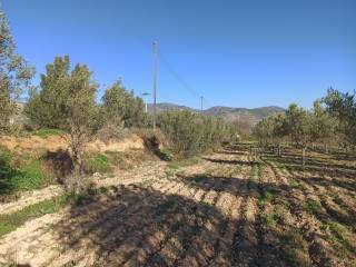 TMEMA TOY AGROTEMACHIOY