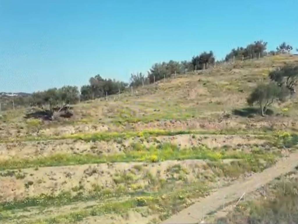 Wire Fence all around the plot and olive trees