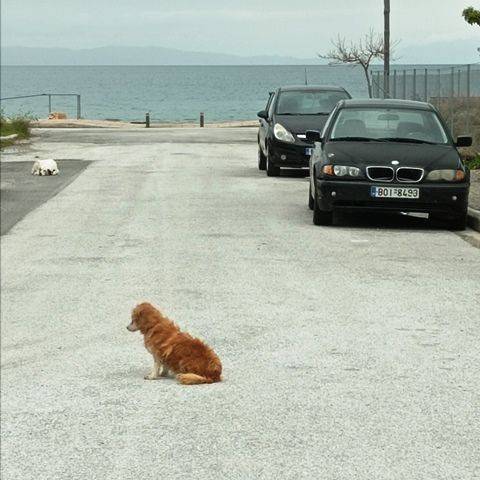 ΑΠΟΣΤΑΣΗ-ΘΑΛΑΣΣΑΣ