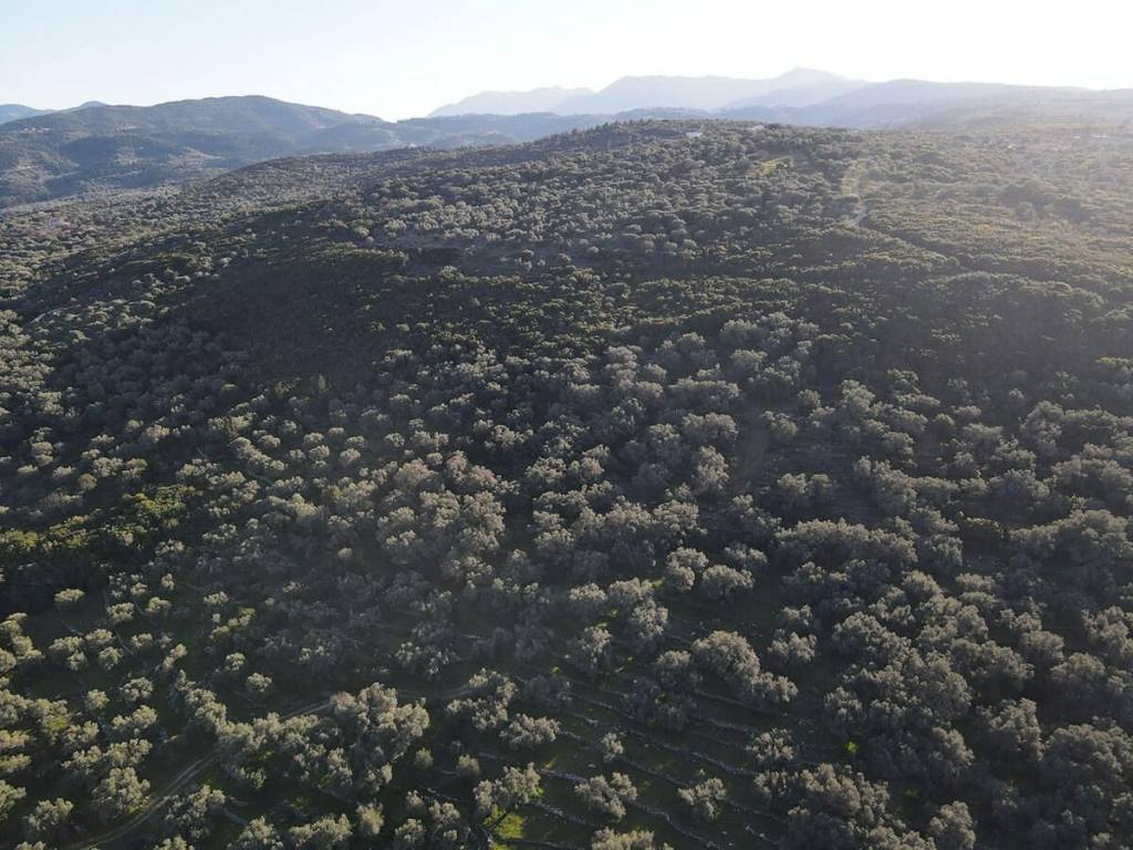 Το μεγάλο αγροτεμάχιο εγγυάται ιδιωτικότητα