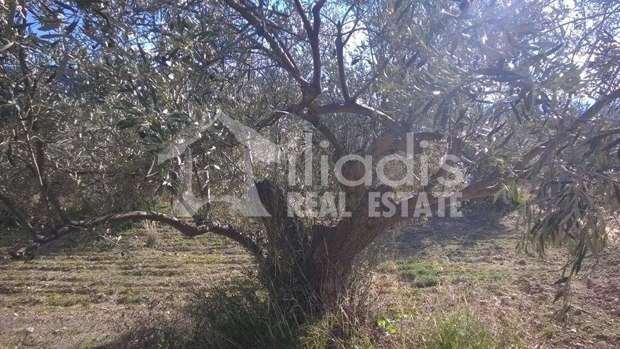 ΠΩΛΕΙΤΑΙ ΑΓΡΟΚΤΗΜΑ 6,7ΣΤΡΜ. ΣΤΑ ΠΥΡΓΙΩΤΙΚΑ ΝΑΥΠΛΙΟΥ